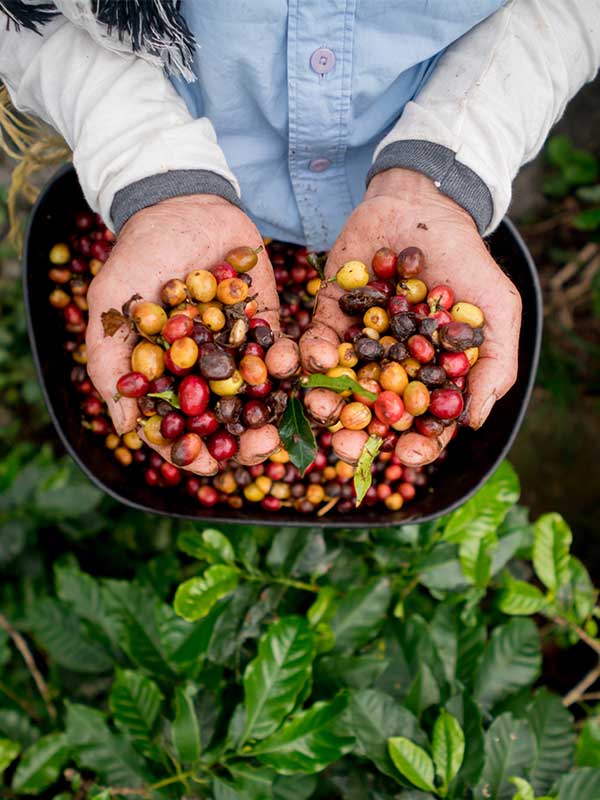 A farmer holding a handful of coffee cherries after being picked from the coffee plant