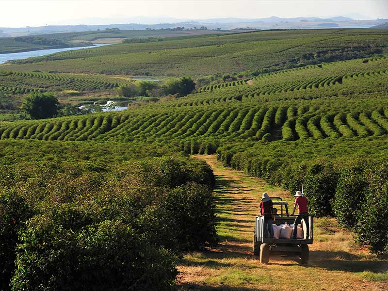 Farmer driving a cart and trailer through a farm of coffee plants with a gorgeous view over a river valley